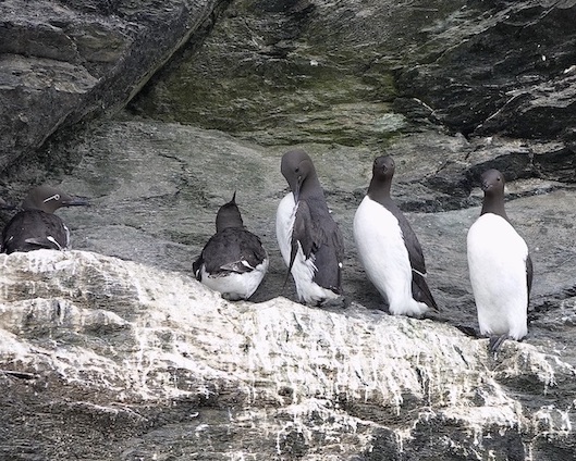 guillemot